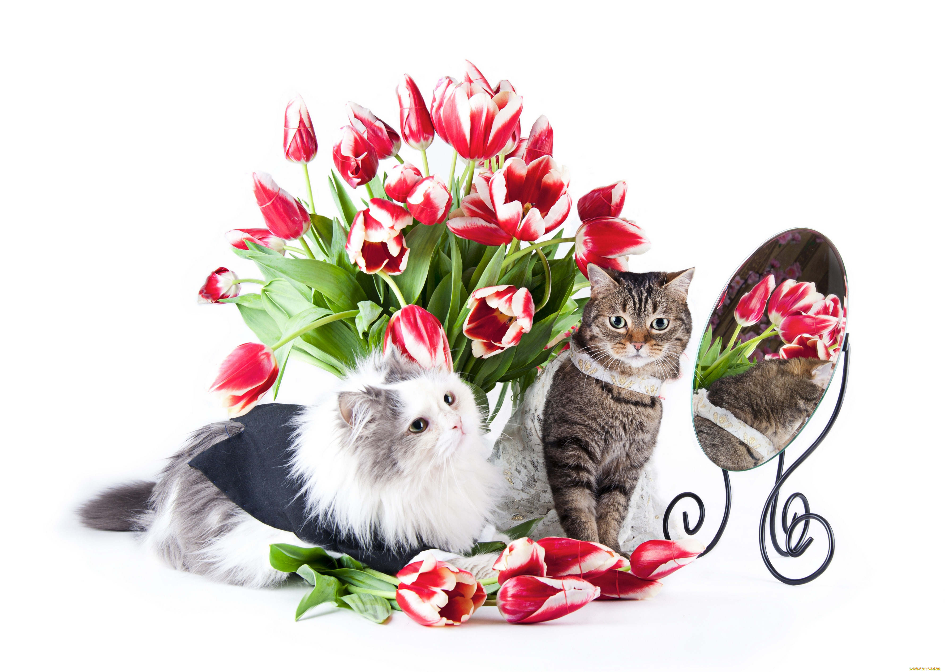Открытка кот с цветами. Кошка с цветами. Котенок в цветах. Котёнок с цветком. Кот с цветочком.